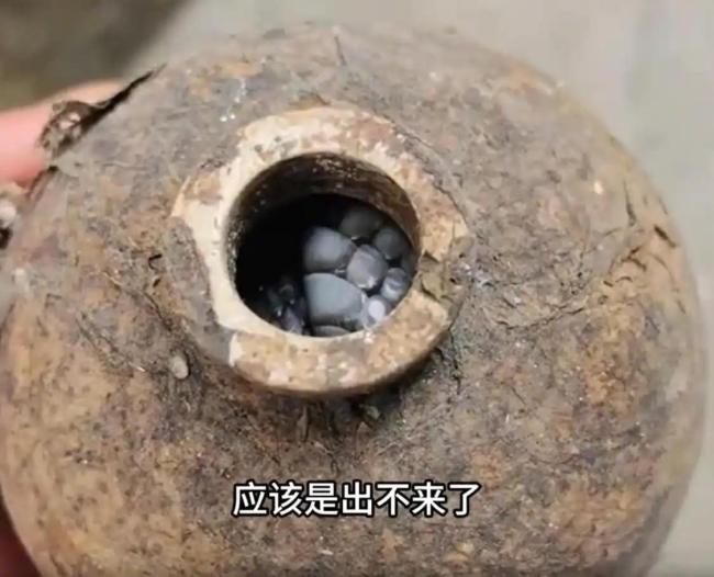 居民废弃酒瓶中砸出过冬眼镜蛇 人蛇惊险偶遇引发热议